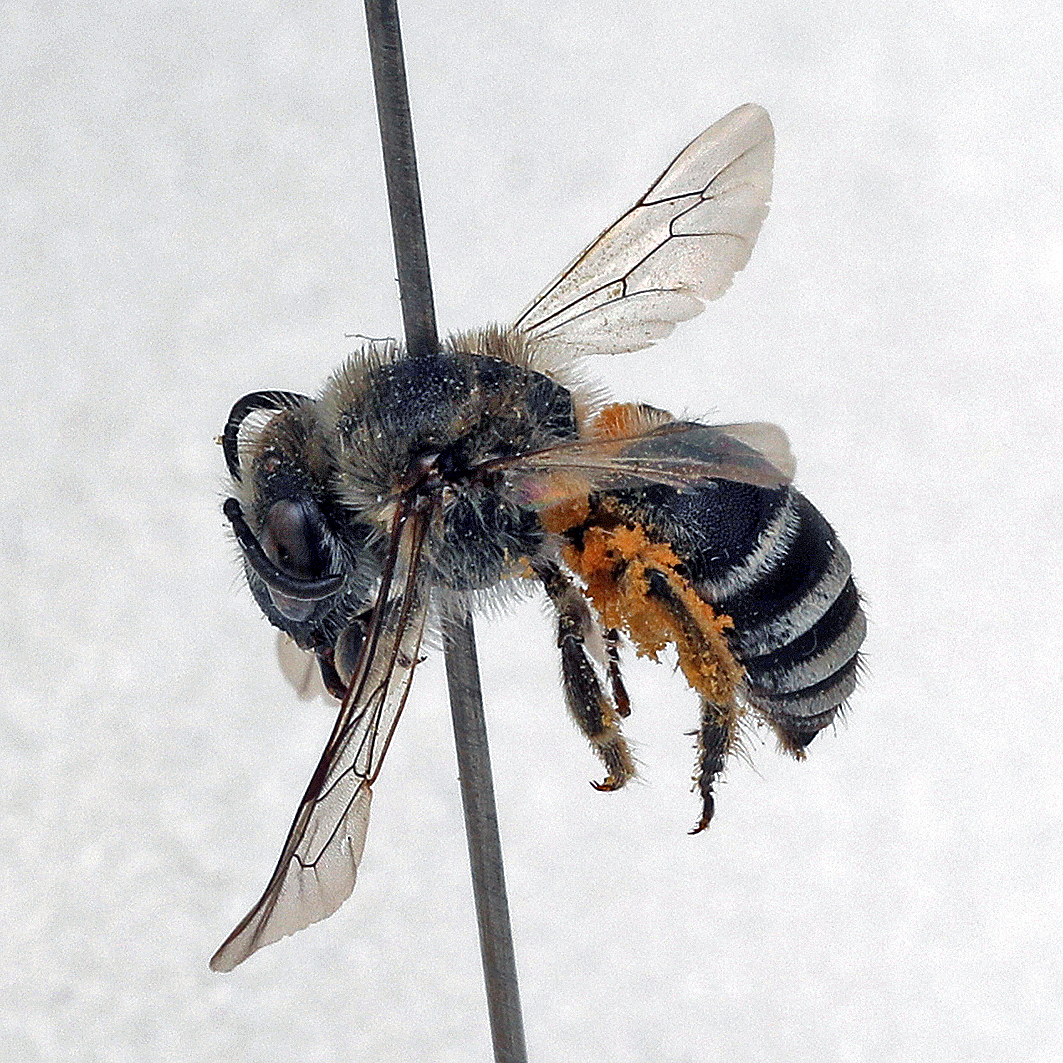 Fotografische Darstellung der Wildbiene Zahntrost-Seidenbiene