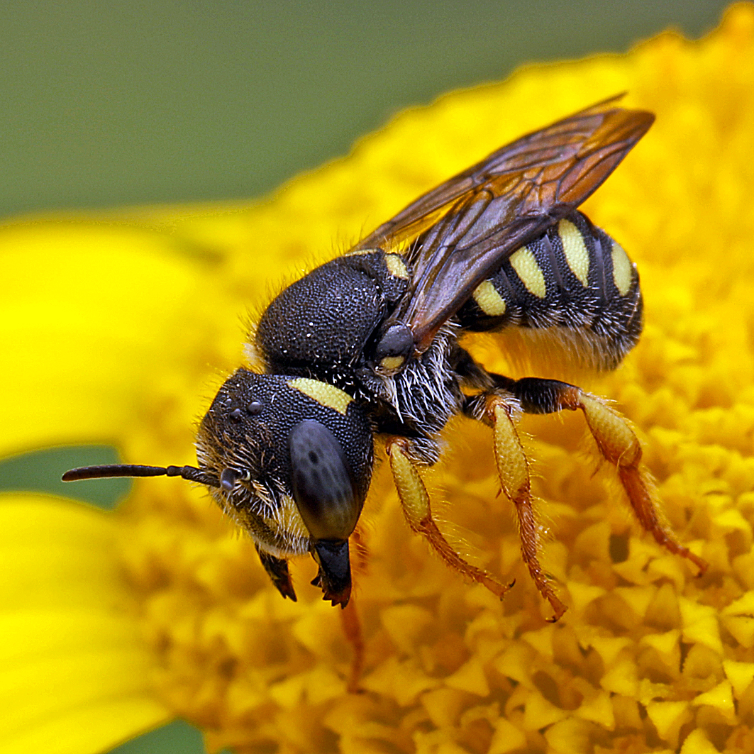Fotografische Darstellung der Wildbiene Zwerg-Wollbiene