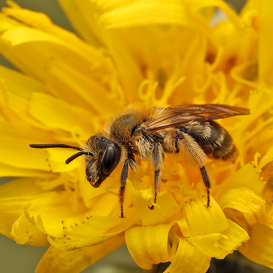 Fotografische Darstellung der Wildbiene Gewöhnliche Dörnchensandbiene