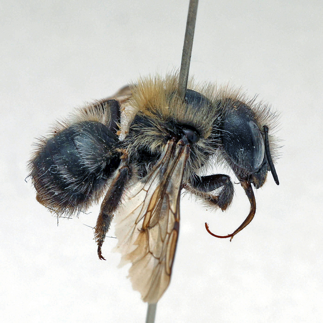 Fotografische Darstellung der Wildbiene Rhätische Mauerbiene