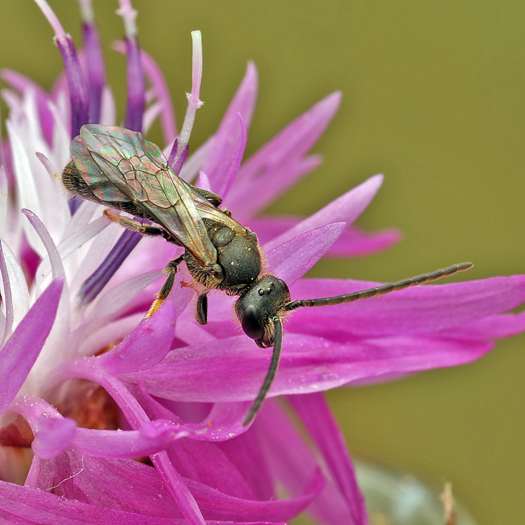 Fotografische Darstellung der Wildbiene Wald-Schmalbiene