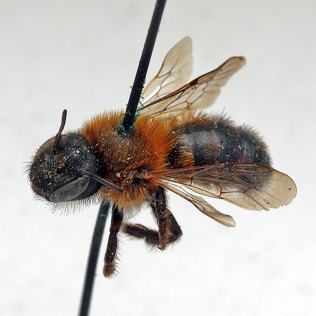 Fotografische Darstellung der Wildbiene Lungenkraut-Mauerbiene