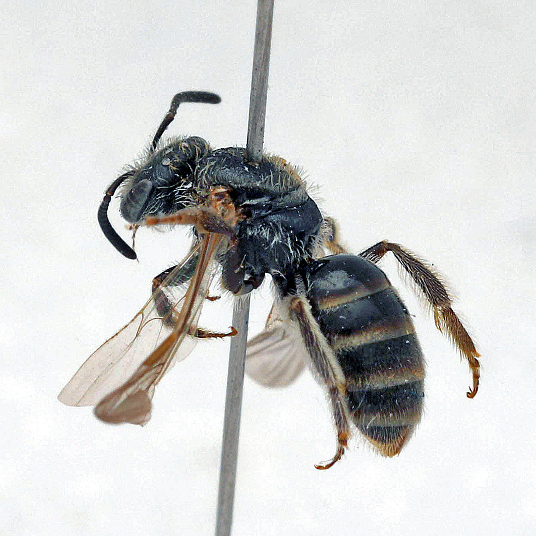 Fotografische Darstellung der Wildbiene Dreizahn-Schmalbiene