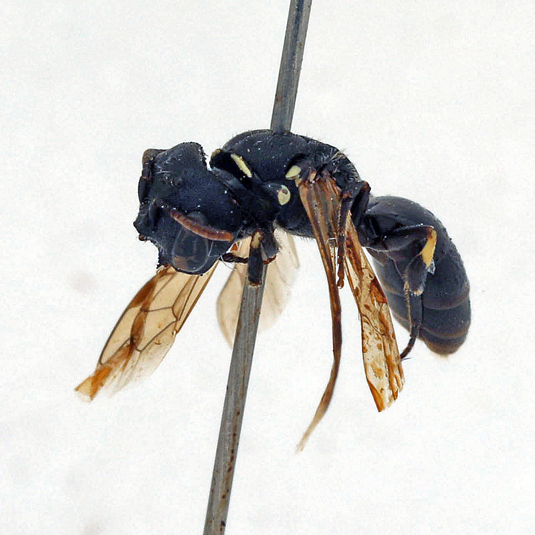 Fotografische Darstellung der Wildbiene Gehörnte Maskenbiene