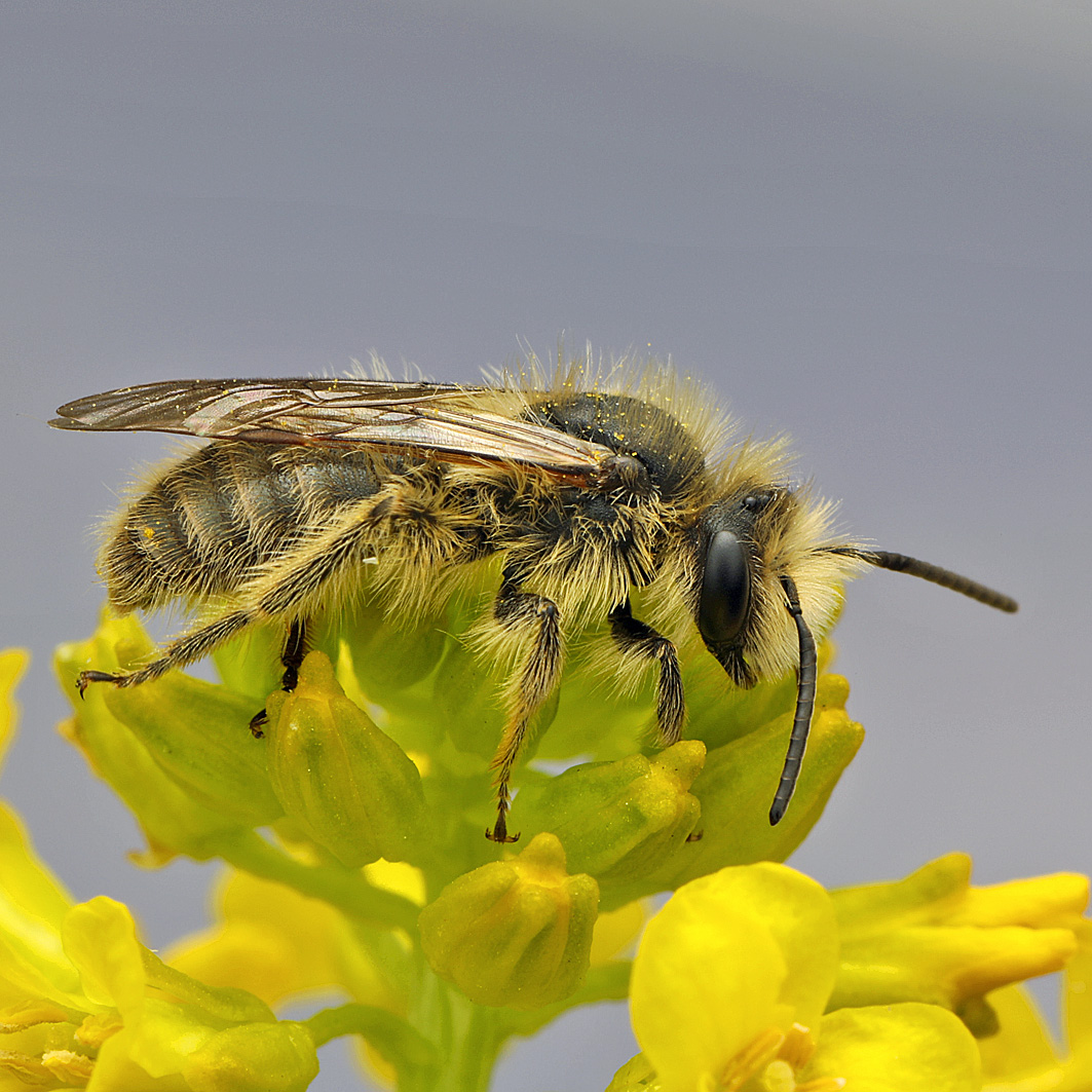 Fotografische Darstellung der Wildbiene Grüne Dörnchensandbiene