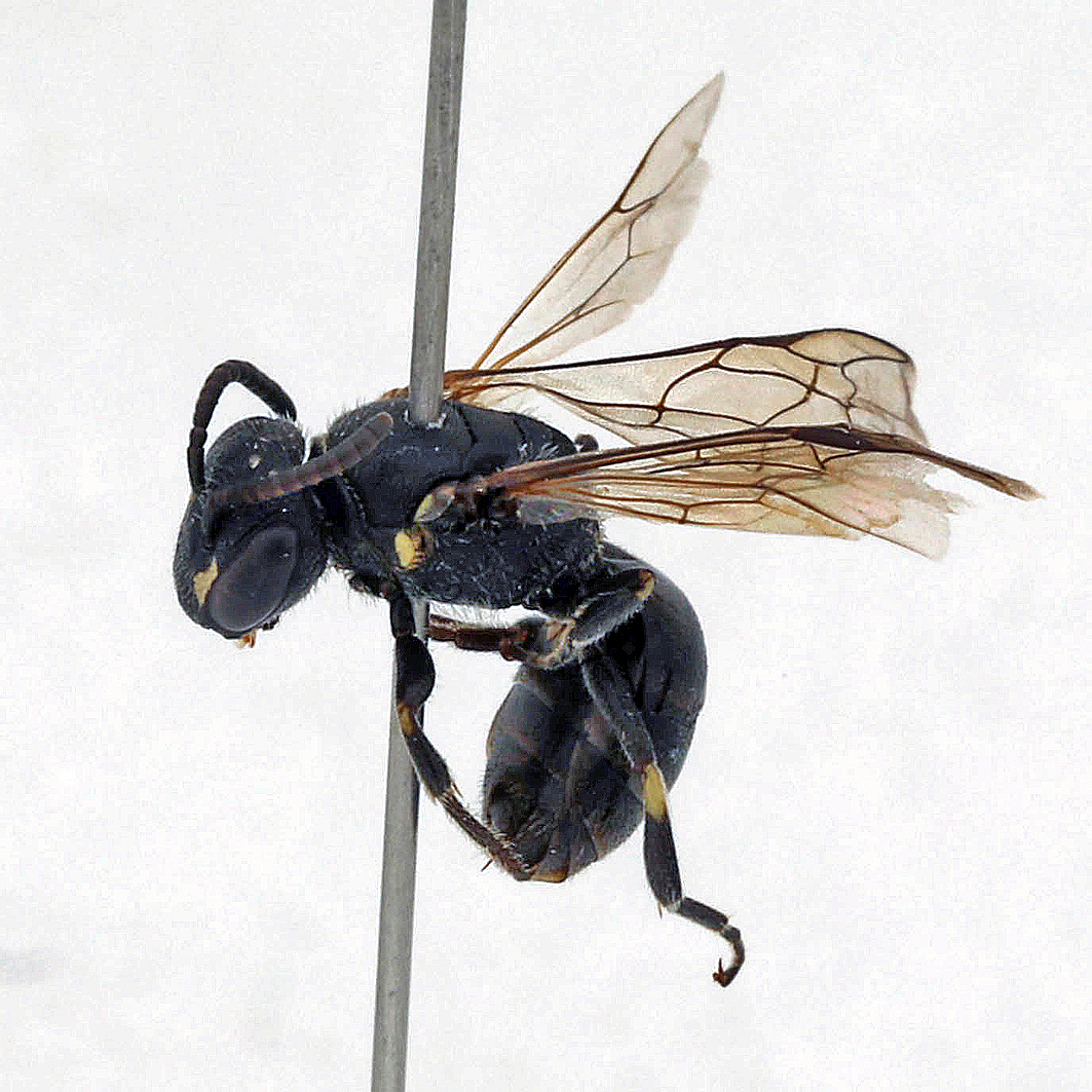 Fotografische Darstellung der Wildbiene Alpen-Maskenbiene