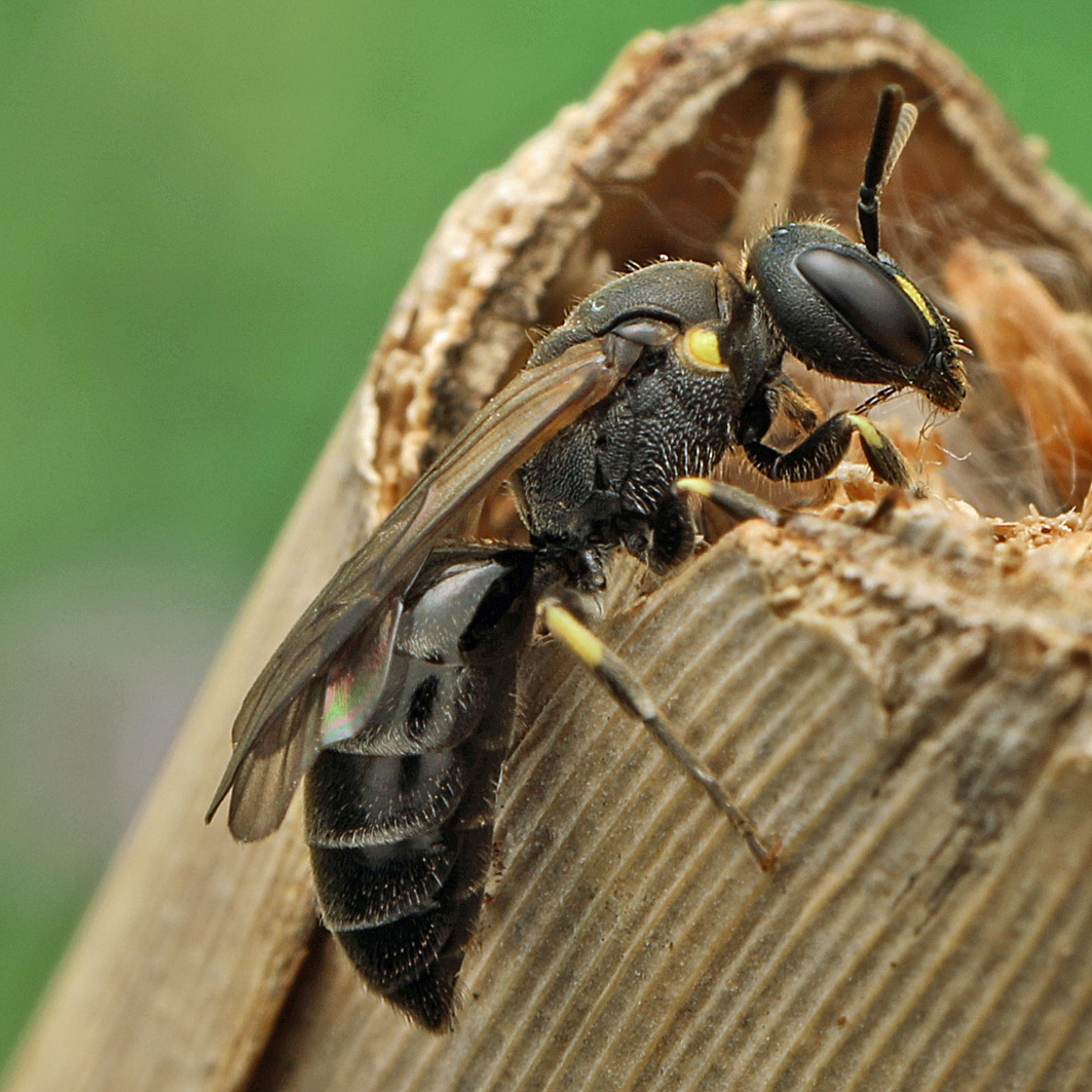 Fotografische Darstellung der Wildbiene Schilfgallen-Maskenbiene