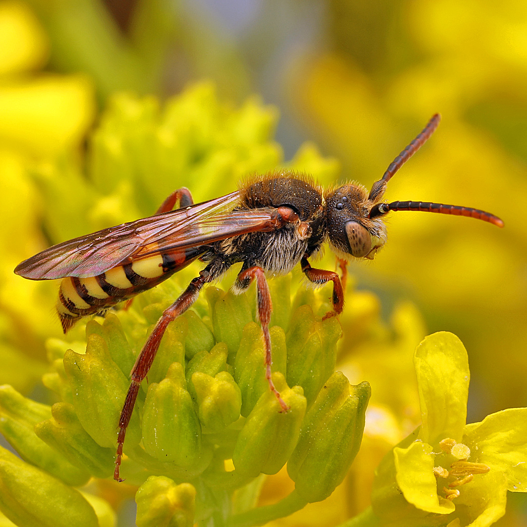 Fotografische Darstellung der Wildbiene Gelbe Wespenbiene