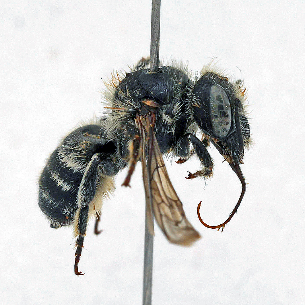 Fotografische Darstellung der Wildbiene Französische Felsenbiene