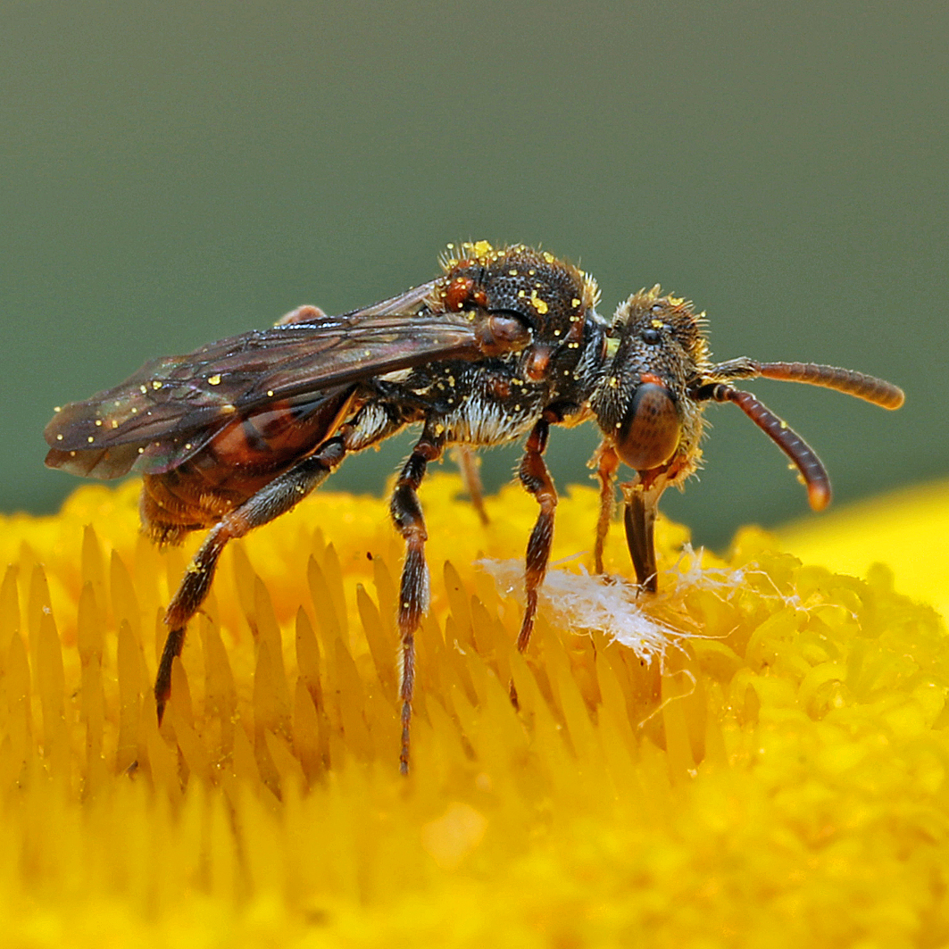 Fotografische Darstellung der Wildbiene Getrennte Wespenbiene