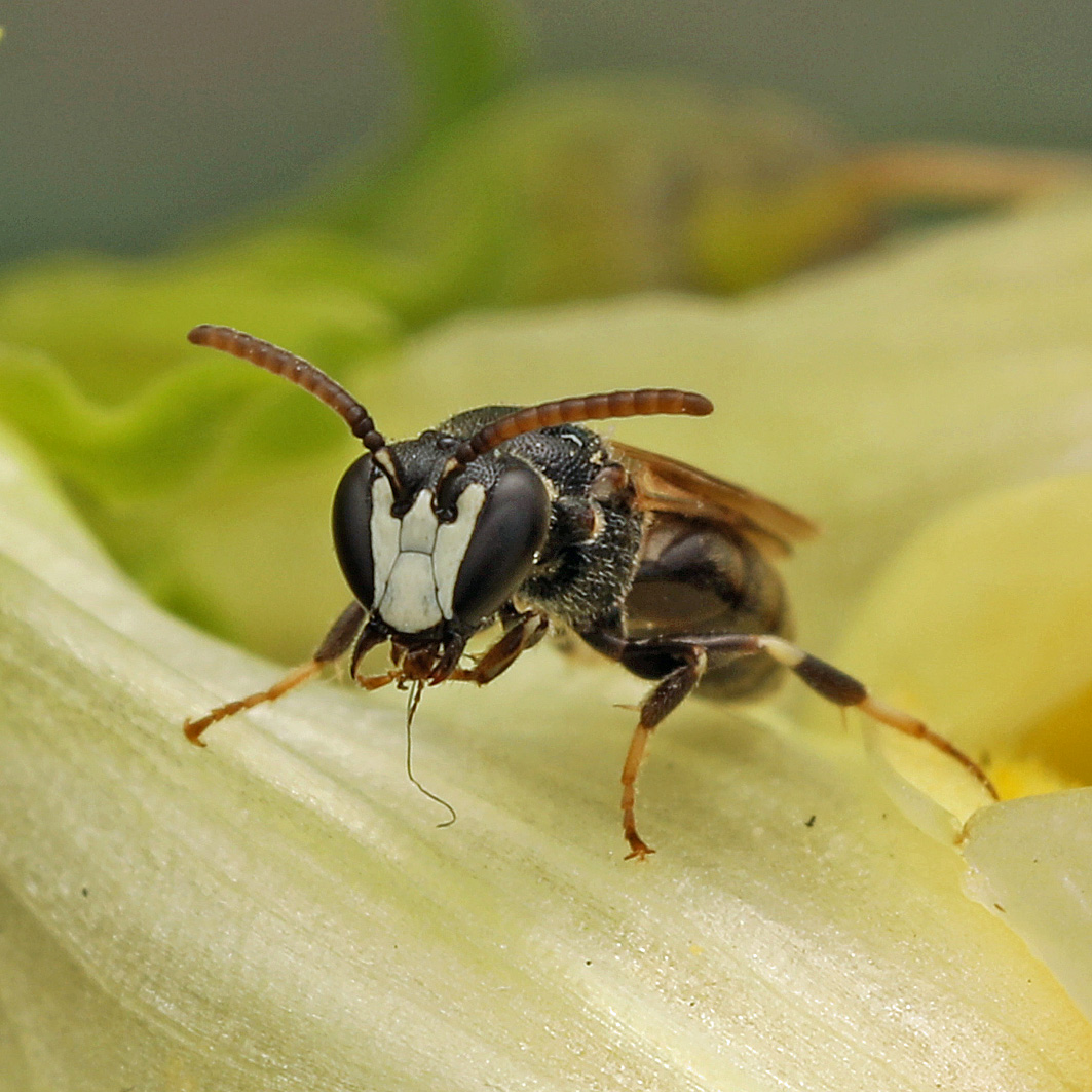 Fotografische Darstellung der Wildbiene Schmalkopf-Maskenbiene