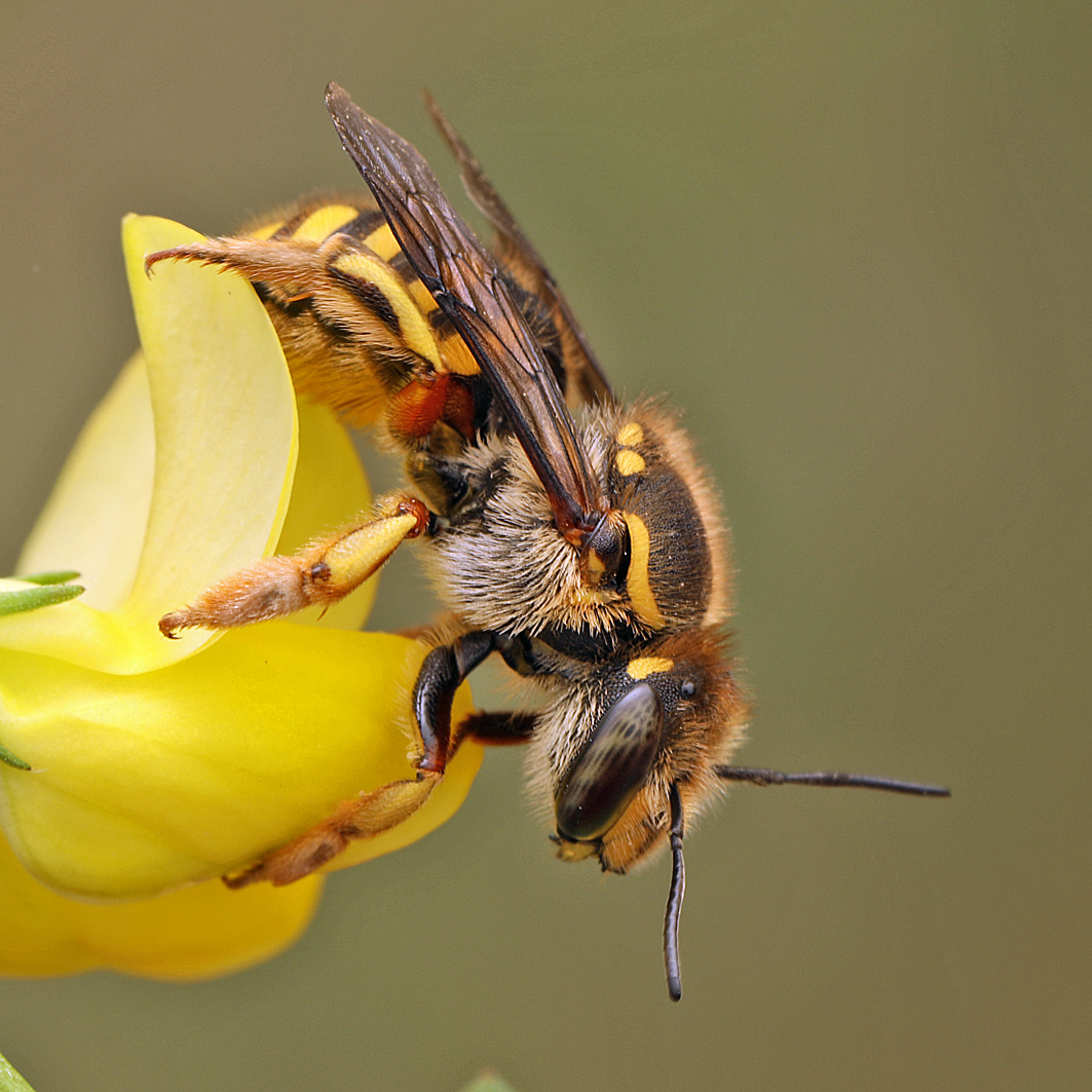 Fotografische Darstellung der Wildbiene Garten-Wollbiene