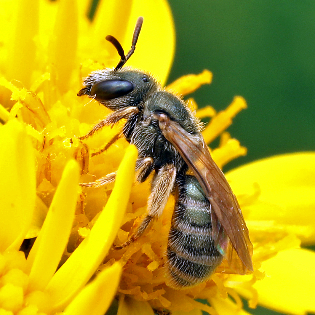 Fotografische Darstellung der Wildbiene Südliche Goldfurchenbiene