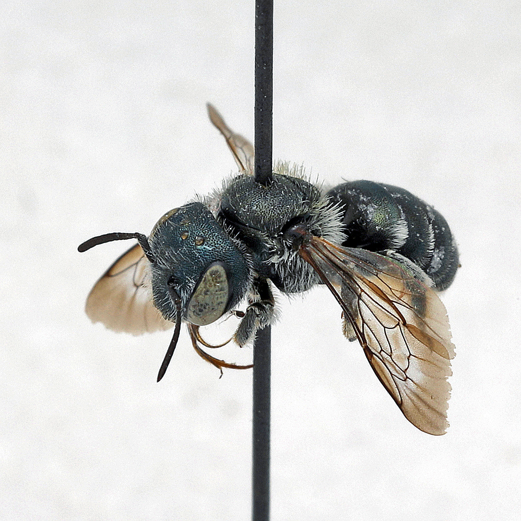 Fotografische Darstellung der Wildbiene Grüne Schneckenhausbiene