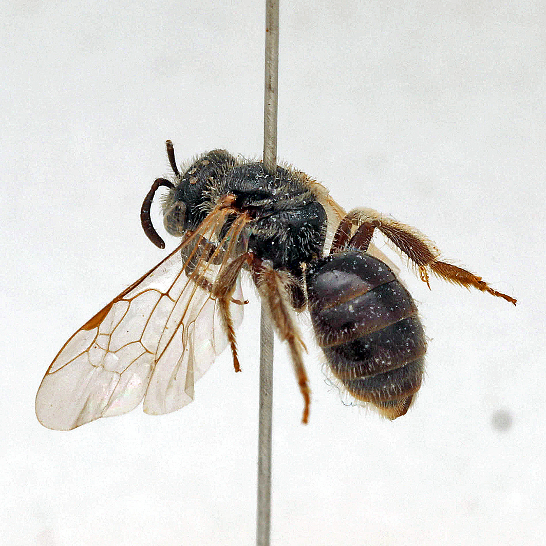 Fotografische Darstellung der Wildbiene Kleine Salbei-Schmalbiene