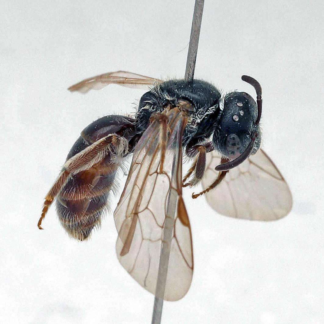 Fotografische Darstellung der Wildbiene Blüthgens Schmalbiene