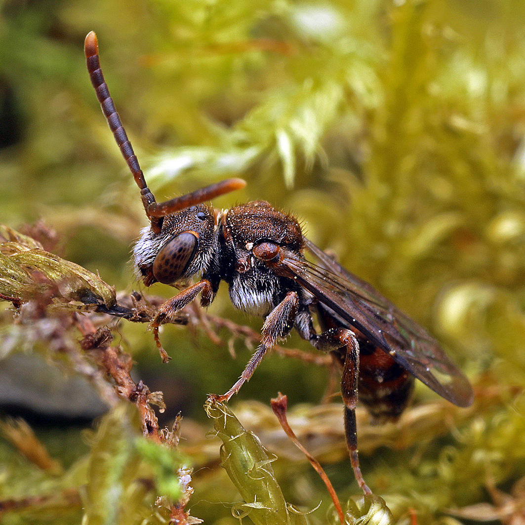 Fotografische Darstellung der Wildbiene Schwärzliche Wespenbiene
