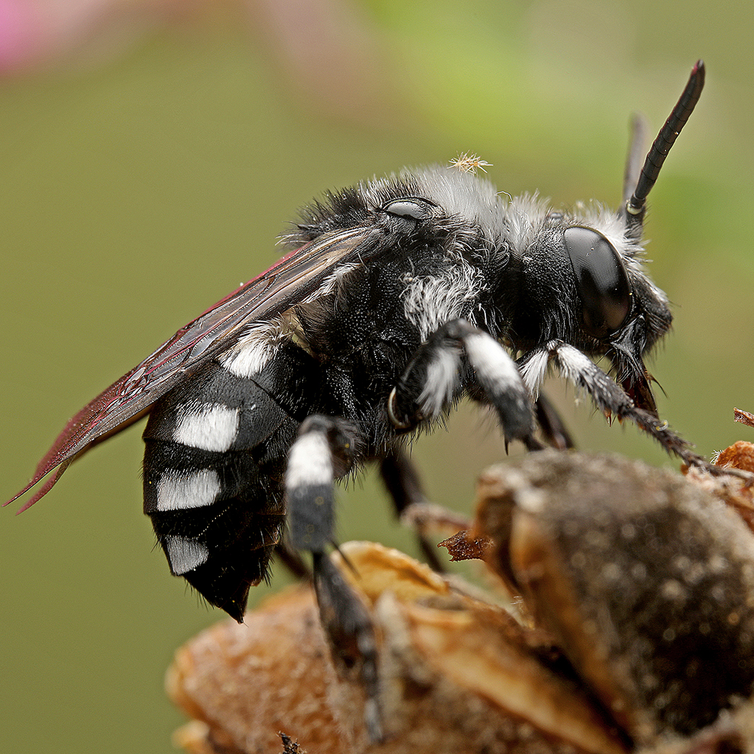 Fotografische Darstellung der Wildbiene Pracht-Trauerbiene