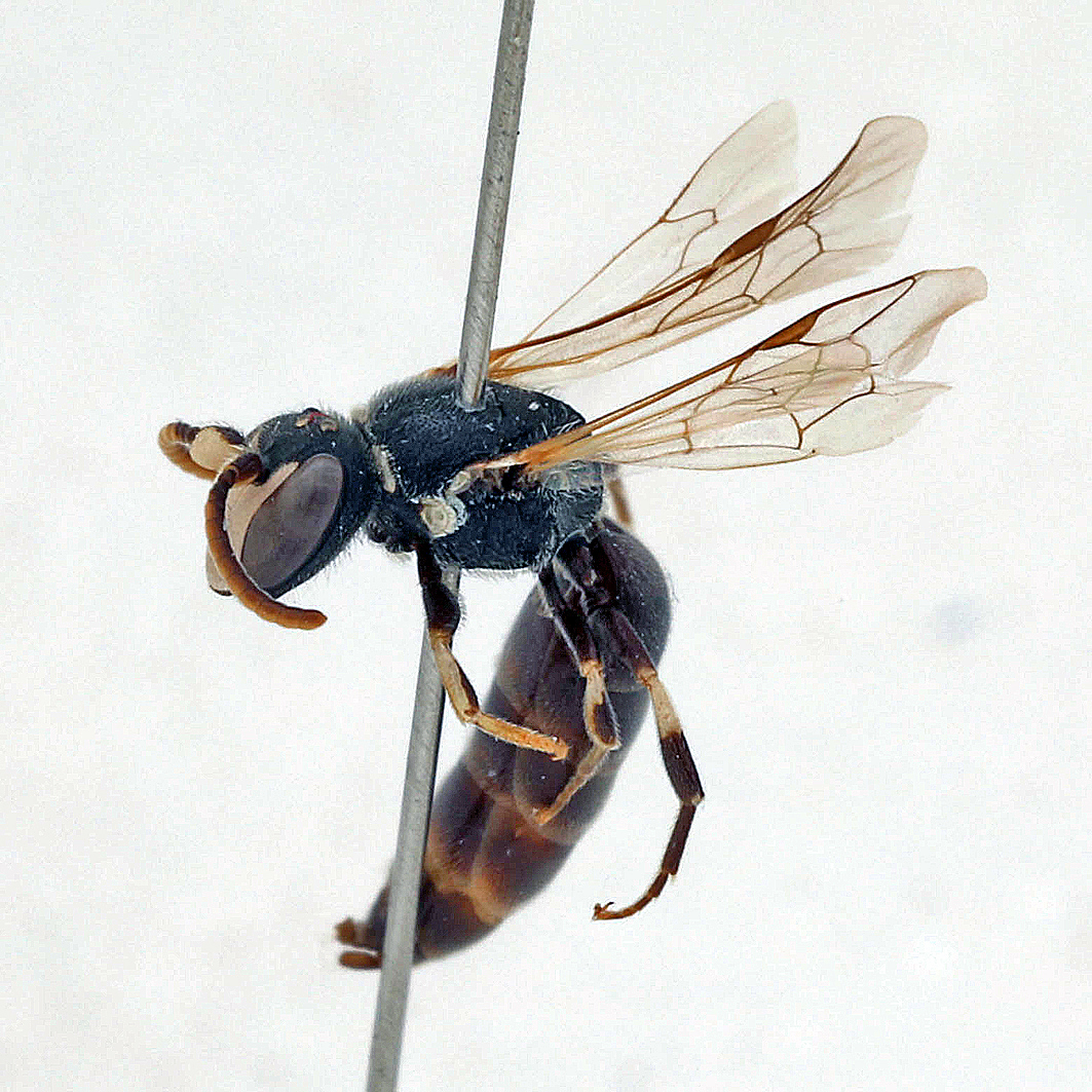 Fotografische Darstellung der Wildbiene Elfenbein-Maskenbiene