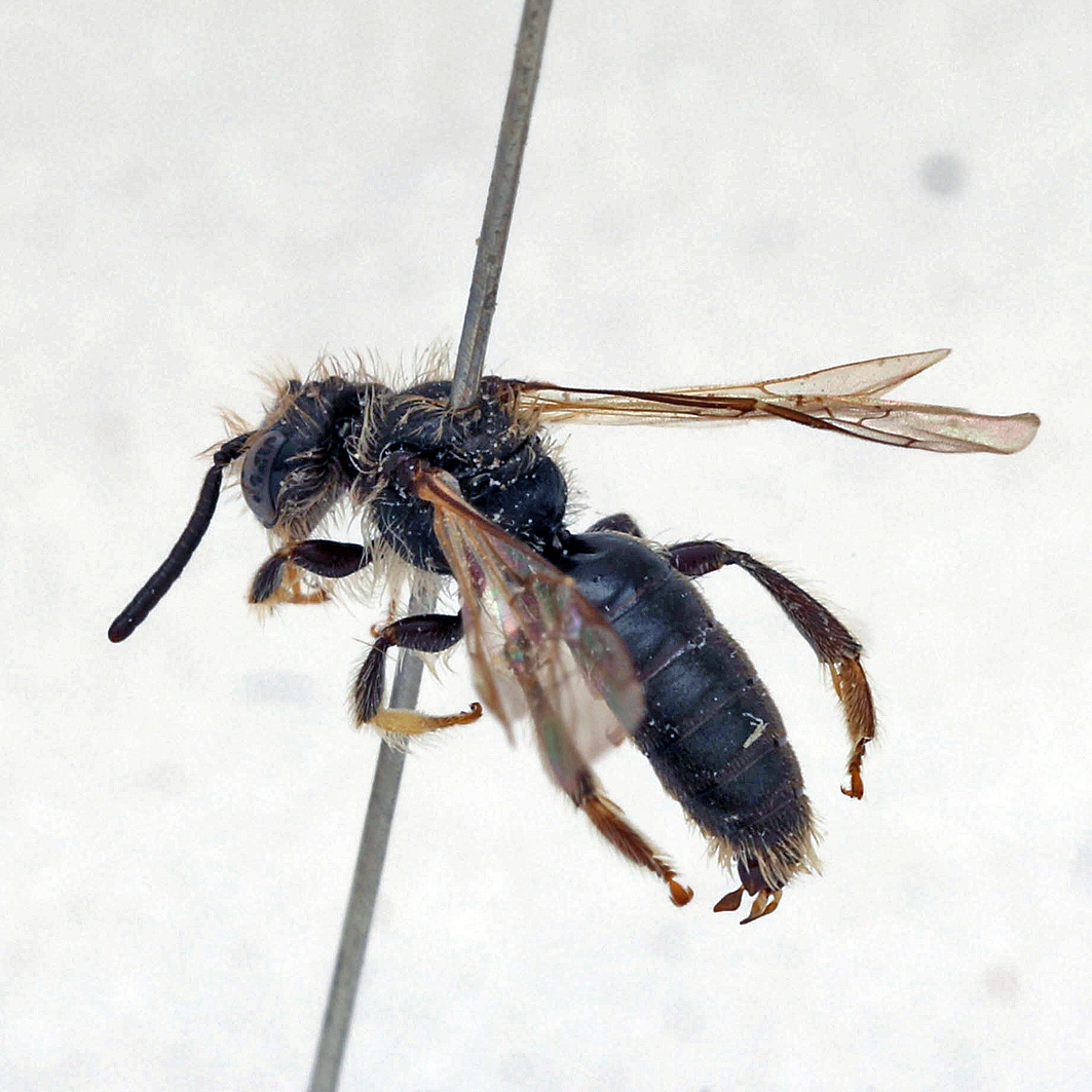 Fotografische Darstellung der Wildbiene Gebirgs-Scheinlappenbiene