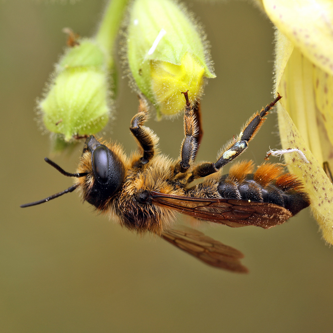 Fotografische Darstellung der Wildbiene Holz-Blattschneiderbiene