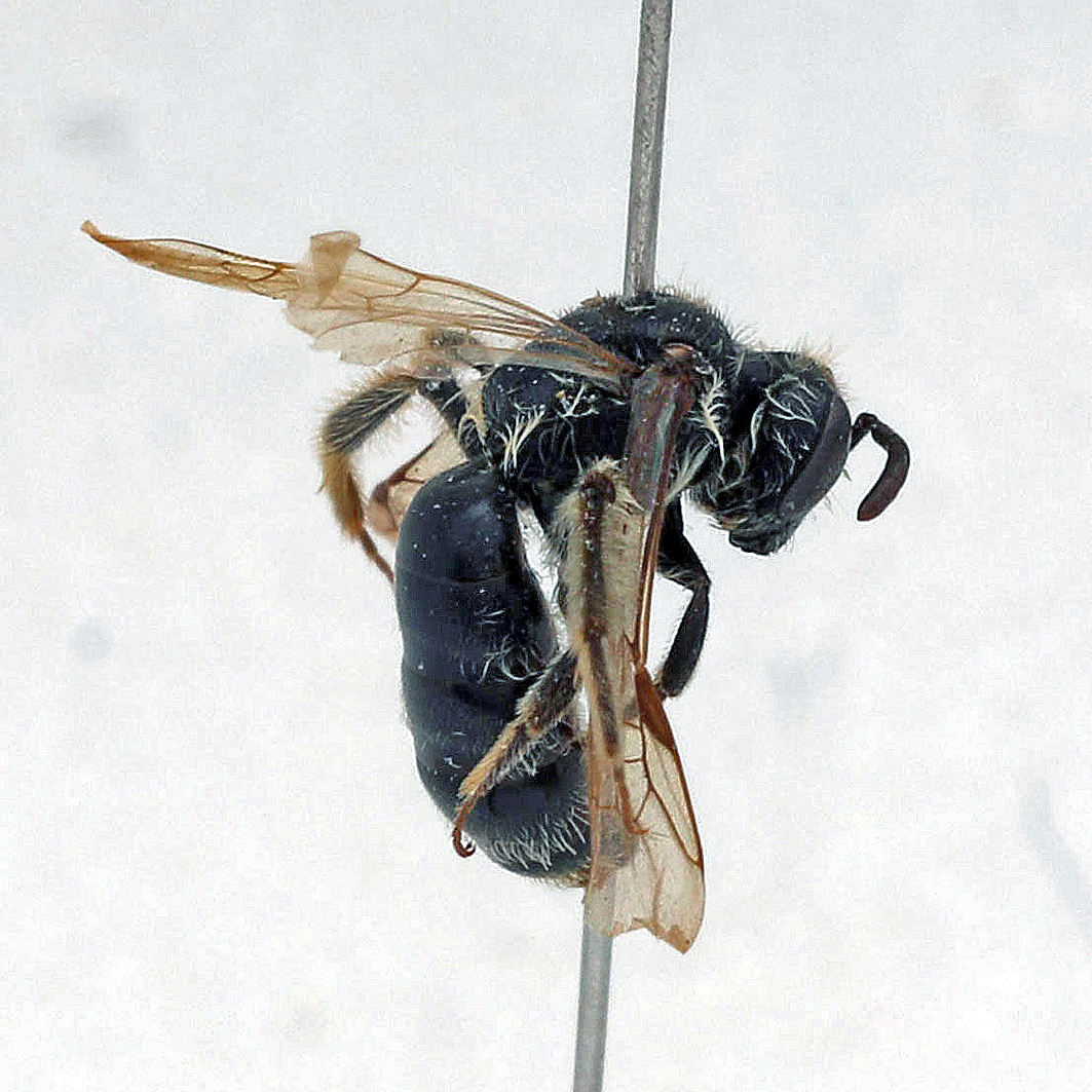 Fotografische Darstellung der Wildbiene Glattrandige Zwergsandbiene