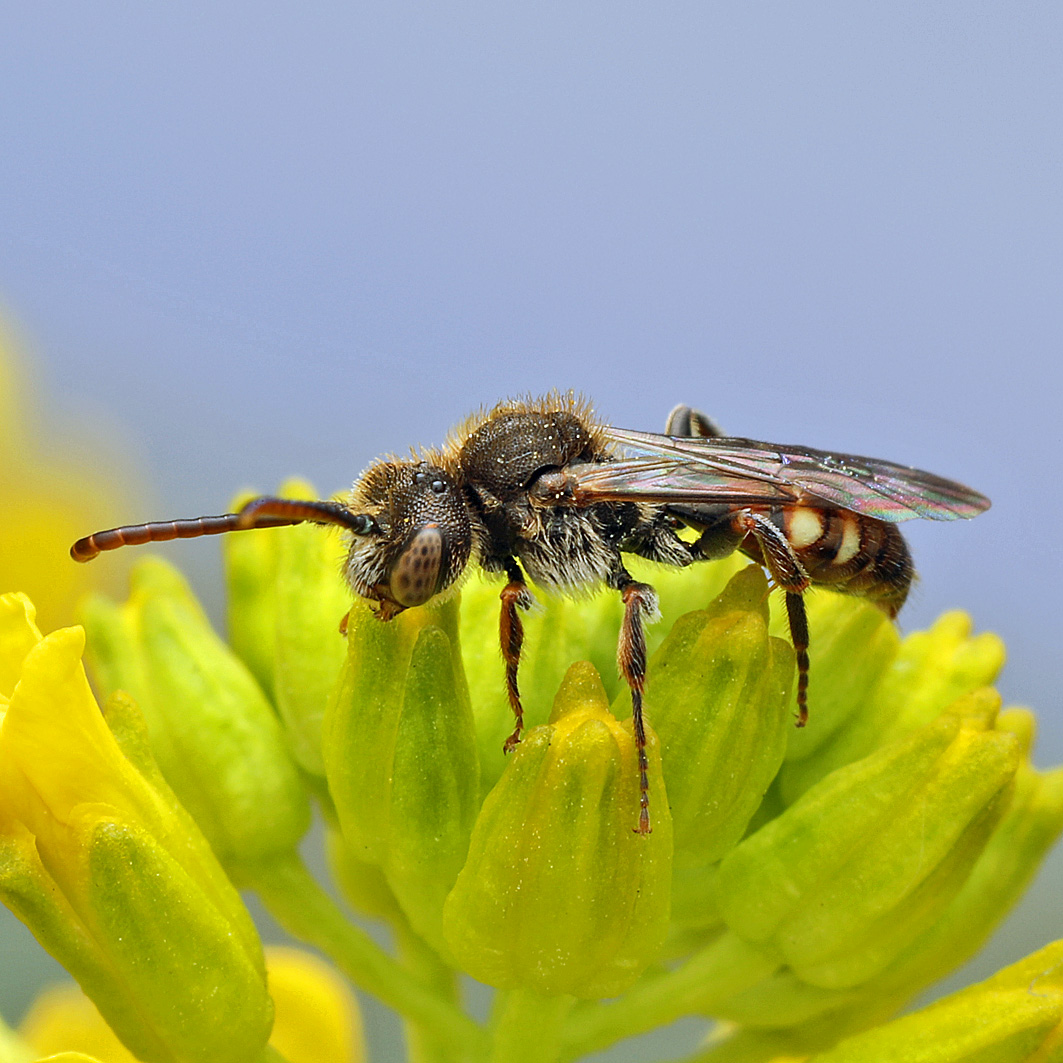 Fotografische Darstellung der Wildbiene Gelbfleckige Wespenbiene