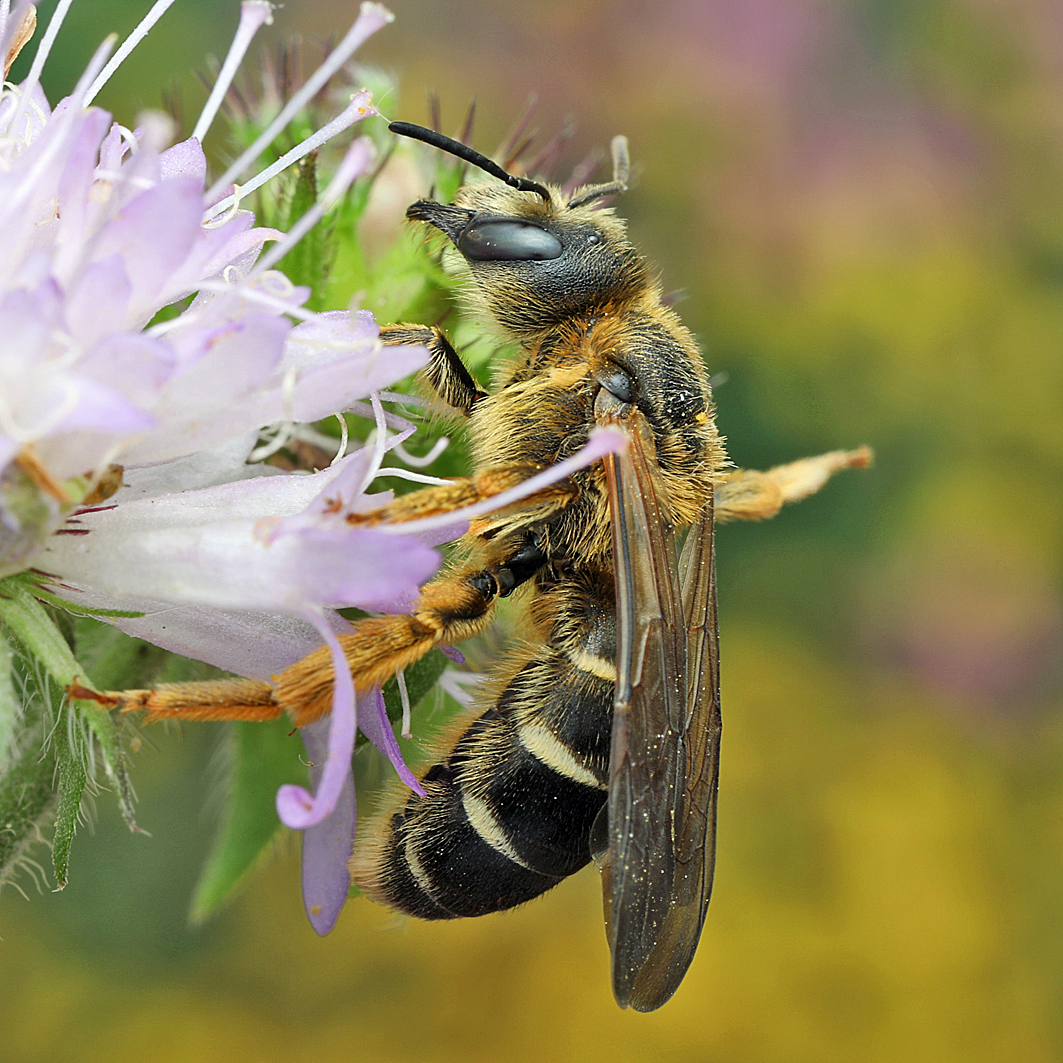 Fotografische Darstellung der Wildbiene Vierbindige Furchenbiene