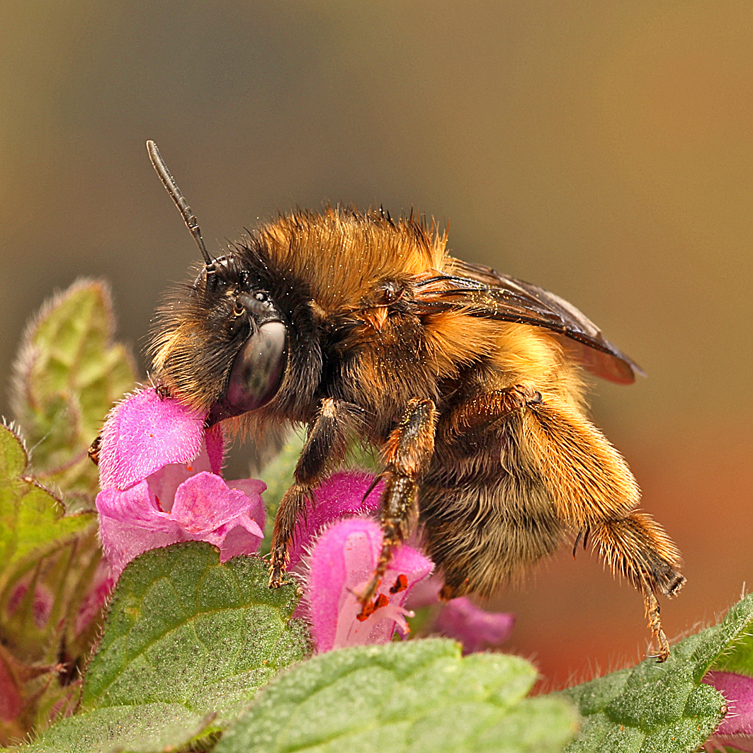 Fotografische Darstellung der Wildbiene Frühlings-Pelzbiene