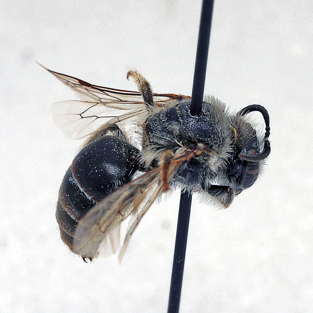 Fotografische Darstellung der Wildbiene Östliche Seidenbiene