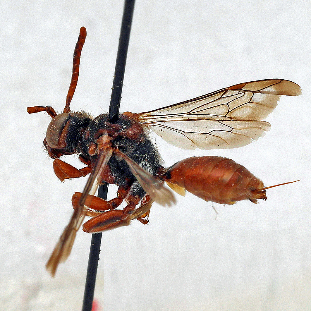 Fotografische Darstellung der Wildbiene Veränderliche Wespenbiene