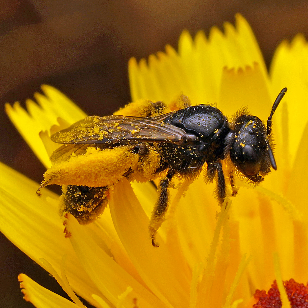 Fotografische Darstellung der Wildbiene Stumpfzähnige Zottelbiene