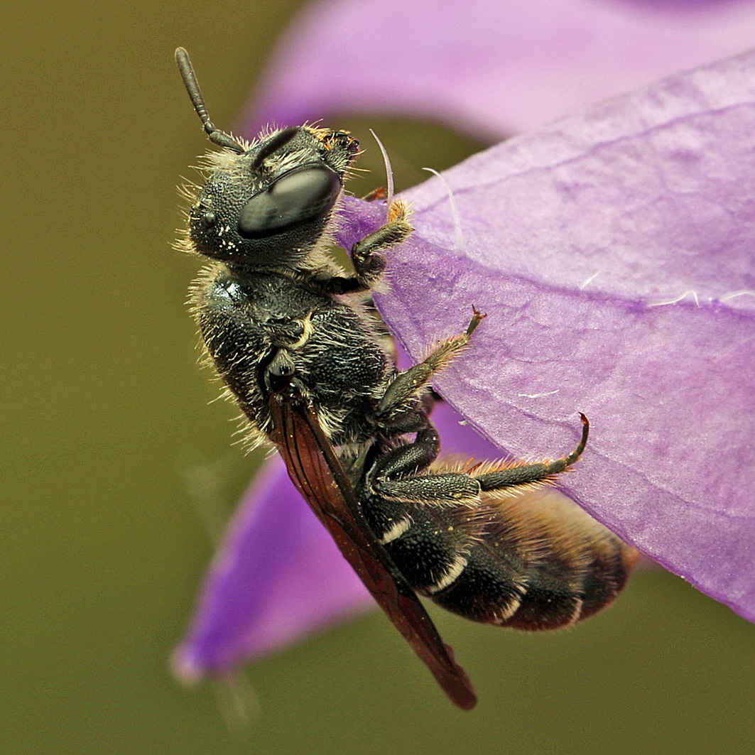 Fotografische Darstellung der Wildbiene Glockenblumen-Scherenbiene