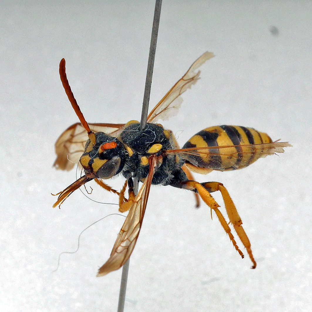 Fotografische Darstellung der Wildbiene Gegürtete Wespenbiene