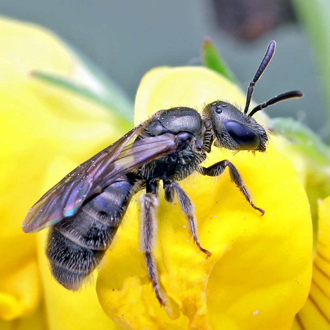 Fotografische Darstellung der Wildbiene Hellfüßige Schmalbiene