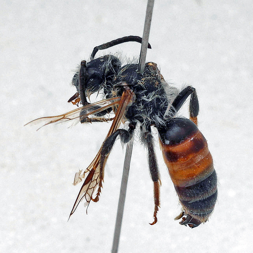 Fotografische Darstellung der Wildbiene Rote Schuppensandbiene