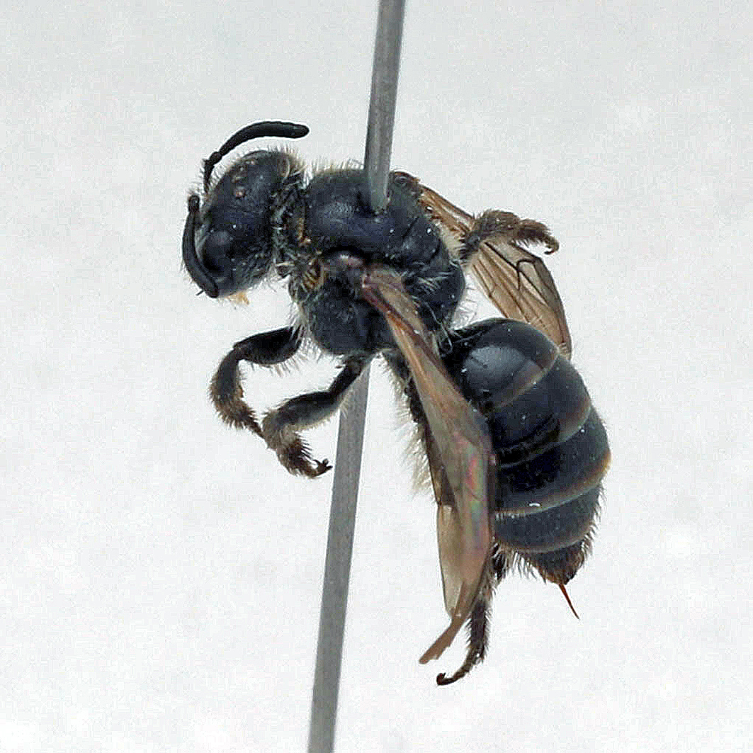 Fotografische Darstellung der Wildbiene Ungezähnte Glanzbiene