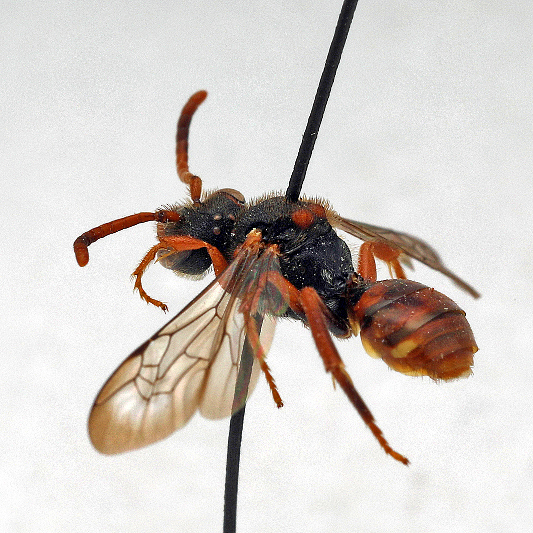 Fotografische Darstellung der Wildbiene Gransasso-Wespenbiene