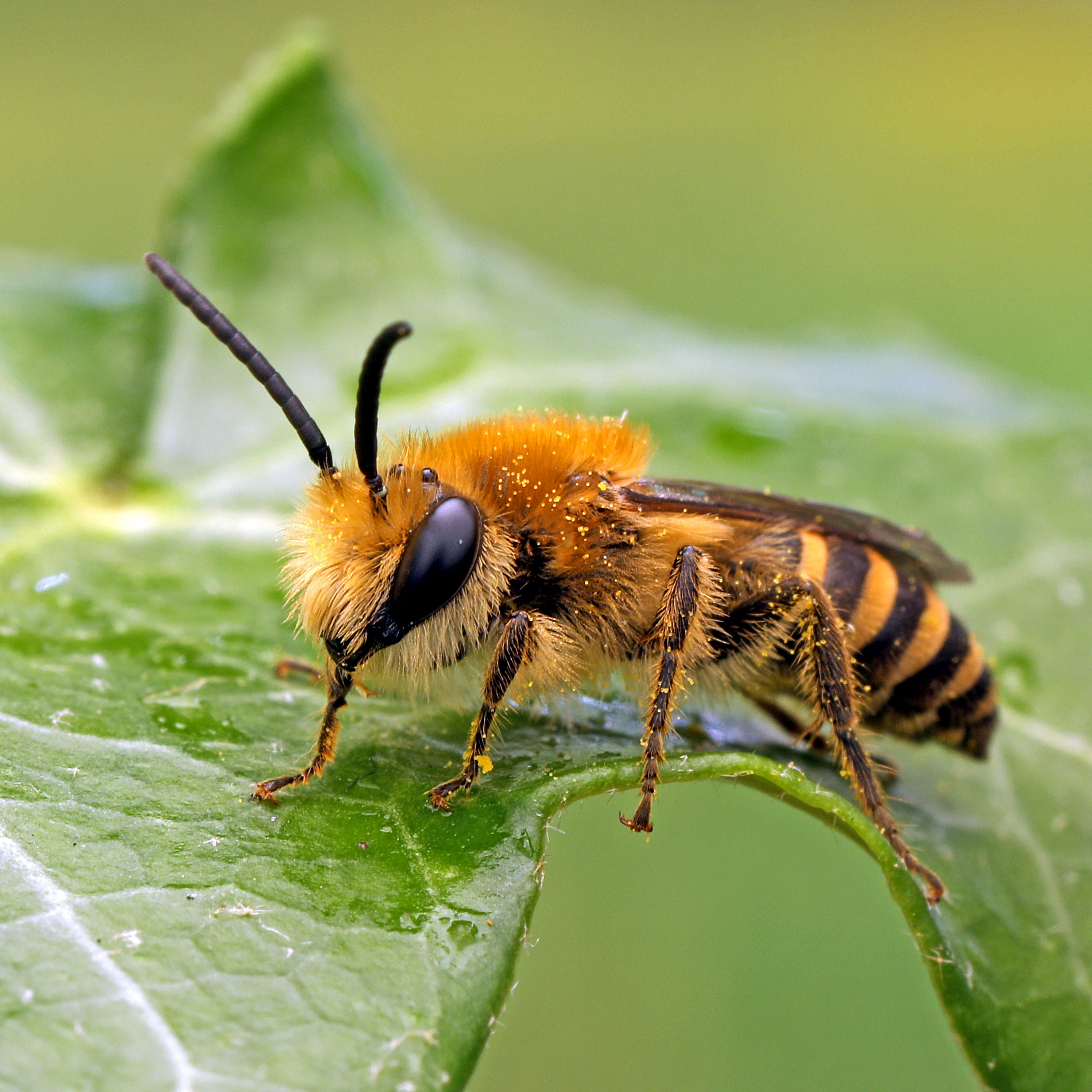 Fotografische Darstellung der Wildbiene Efeu-Seidenbiene