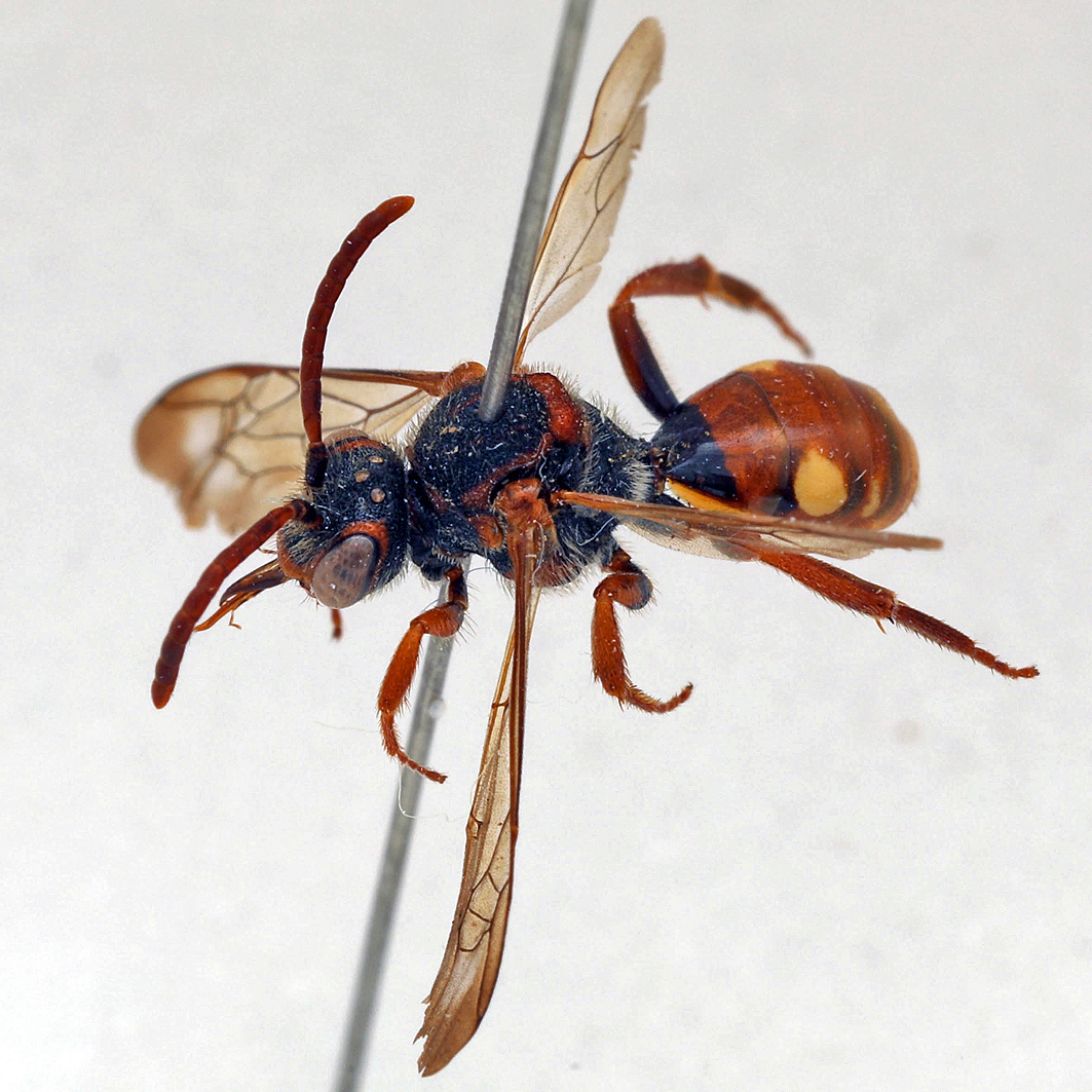 Fotografische Darstellung der Wildbiene Möschlers Wespenbiene
