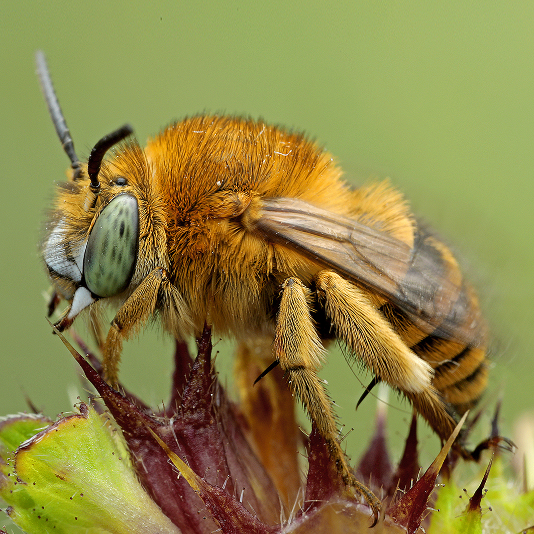 Fotografische Darstellung der Wildbiene Braune Bindenpelzbiene
