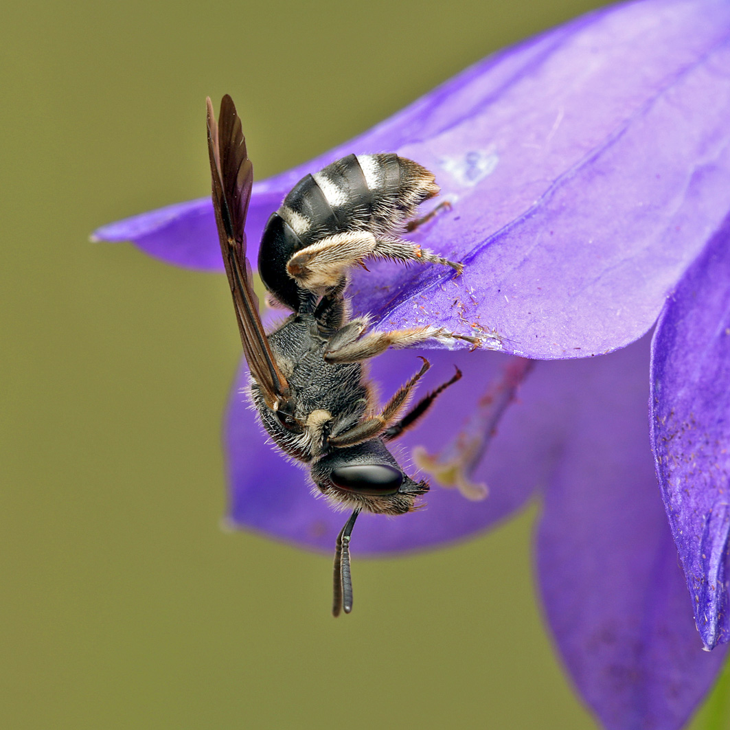 Fotografische Darstellung der Wildbiene Glockenblumen-Schmalbiene
