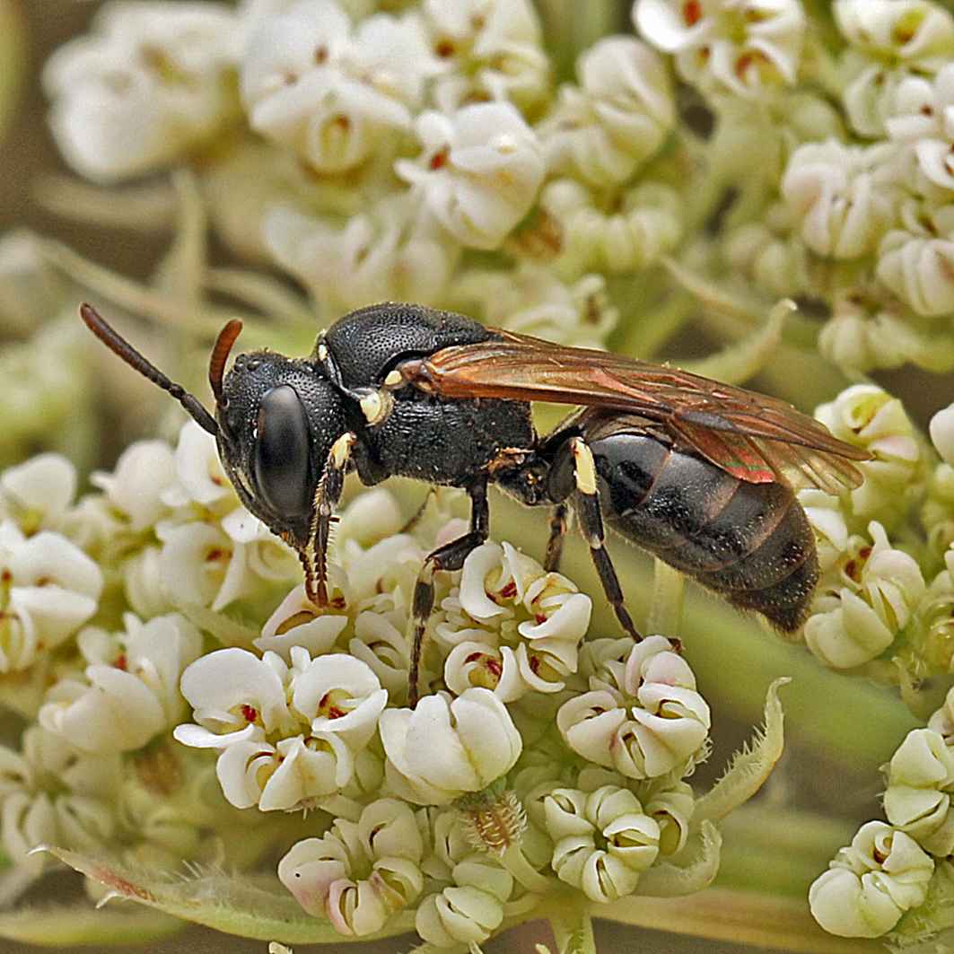 Fotografische Darstellung der Wildbiene Rundfleck-Maskenbiene