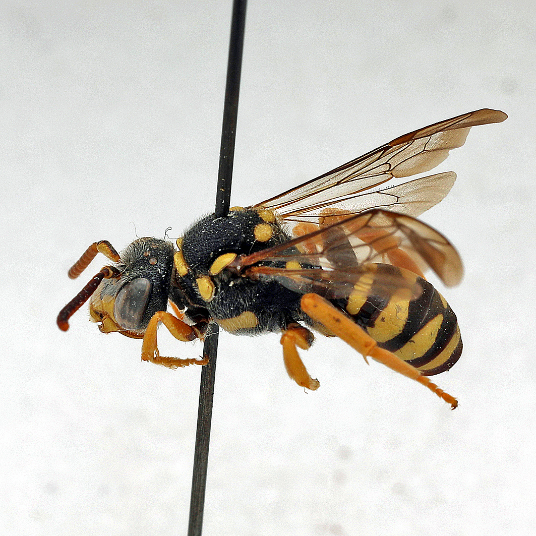 Fotografische Darstellung der Wildbiene Hecken-Wespenbiene