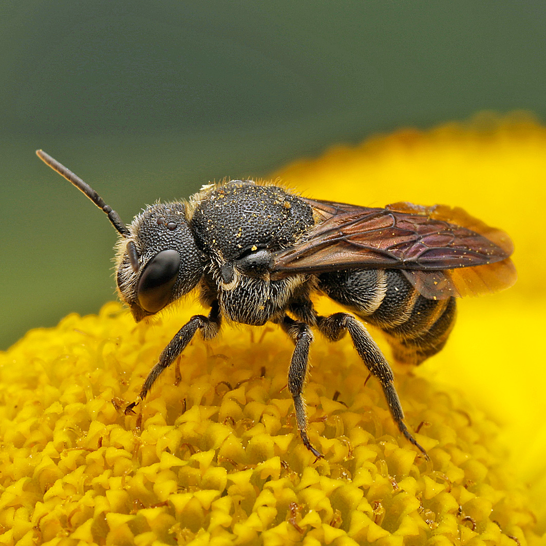 Fotografische Darstellung der Wildbiene Punktierte Düsterbiene