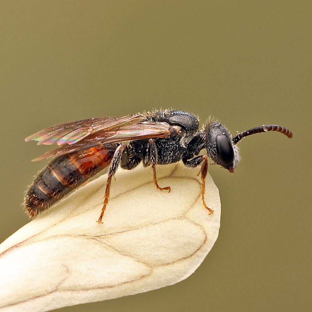 Fotografische Darstellung der Wildbiene Längliche Blutbiene