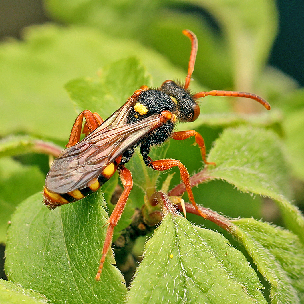 Fotografische Darstellung der Wildbiene Rotbäuchige Wespenbiene