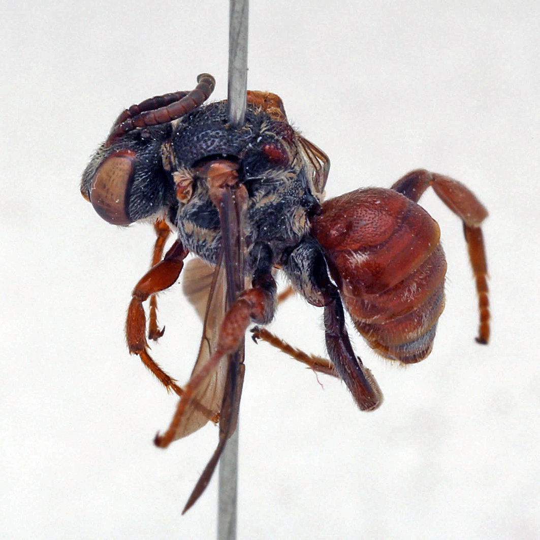 Fotografische Darstellung der Wildbiene Gefleckte Kurzhornbiene