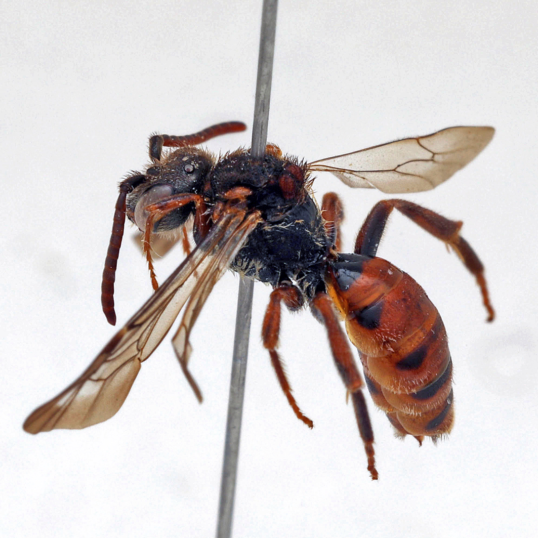 Fotografische Darstellung der Wildbiene Waldrand-Wespenbiene
