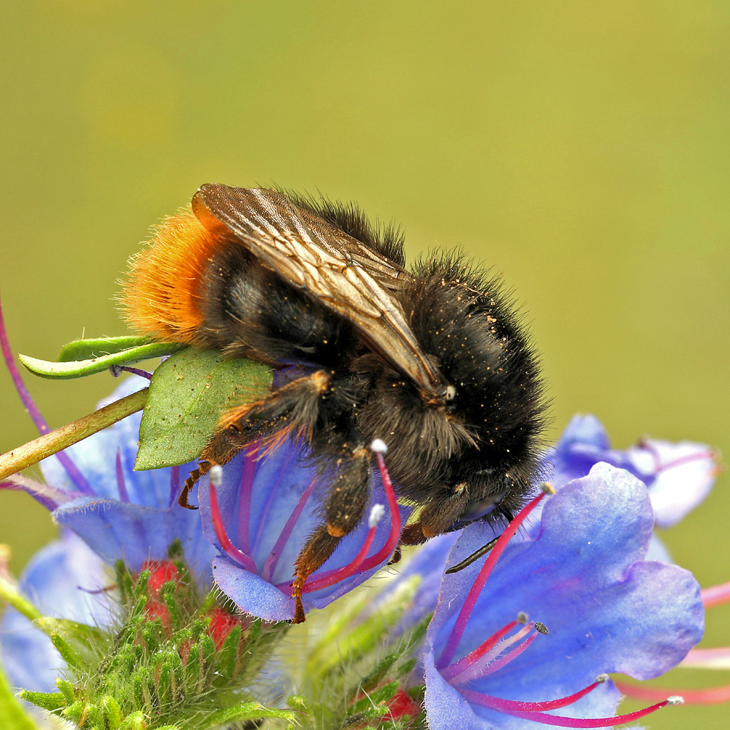 Fotografische Darstellung der Wildbiene Grashummel
